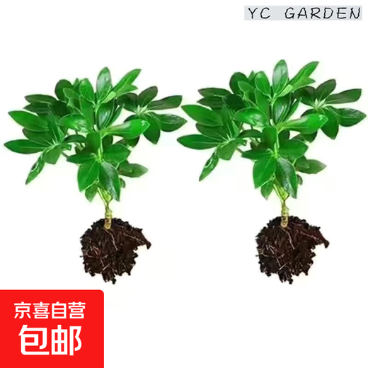 Bafang Laicai duck foot wood indoor living room office easy to maintain hydroponics water absorption basin lazy potted green plants flowers evergreen Bafang Laicai 2 pieces does not include pots