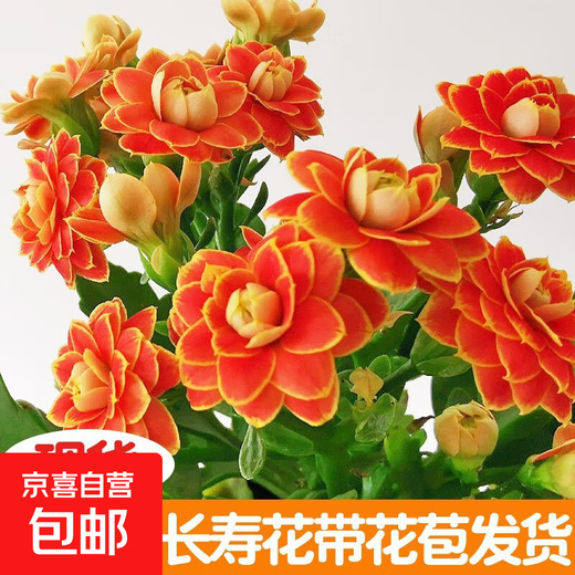 Kalanchoe potted plant with double large flowers and buds is a flower plant that blooms indoors in all seasons and is easy to grow. 12. Golden Fox (with buds) comes with fertilizer and contains a gallon pot.