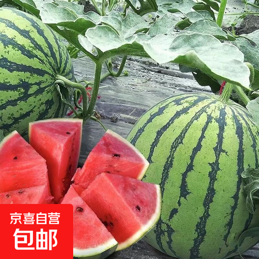 Jingxin No. 1 watermelon seeds, thin-skinned watermelon seeds, super sweet, early-maturing watermelon seeds, high-yielding farm garden watermelon seeds, Jingxin No. 1 seeds/pack, about 50 seeds, 3 packs