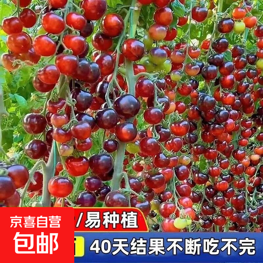 Black Tomato Seeds, Waterfall Tomatoes, Black Pearl Tomatoes, Small Tomato Seeds, Potted Cherry Tomato Fruit Seeds, Black Falls Cherry Tomato Seeds/pack, about 200 capsules, 1 pack