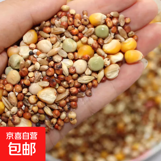 Other horticultural high-quality nutritious pigeon food, meat pigeons, ornamental pigeons, homing pigeons, racing pigeons, Yuanbao pigeons, young pigeon feed, breeding pigeons, pigeon food with corn 10 Jin Jin is equal to 0.5 kg