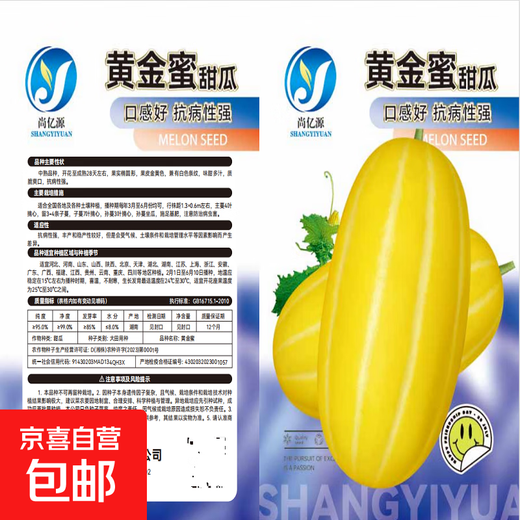 Golden dense melon seeds, melon dense seeds, Golden Road fruits, early maturing, high yield, disease resistance, extra large spring melon fruit seeds, golden dense seeds/pack, about 100 seeds, 3 packs