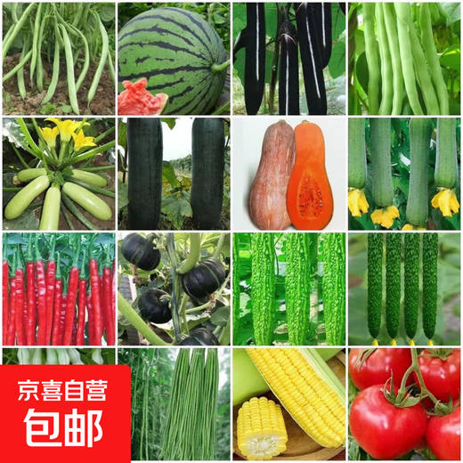 16 kinds of spring vegetable seeds, high-yielding cucumber, string beans, green beans, watermelon, pepper, farm potted loose, green bitter melon + loofah + cucumber + green beans 3 packs each