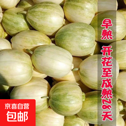 Gagatian Northeastern cantaloupe seeds, yellow melon fruit seeds, easy to grow in spring and autumn, high sugar content, old farm varieties, Gagatian seeds, 2 packs, about 200 capsules