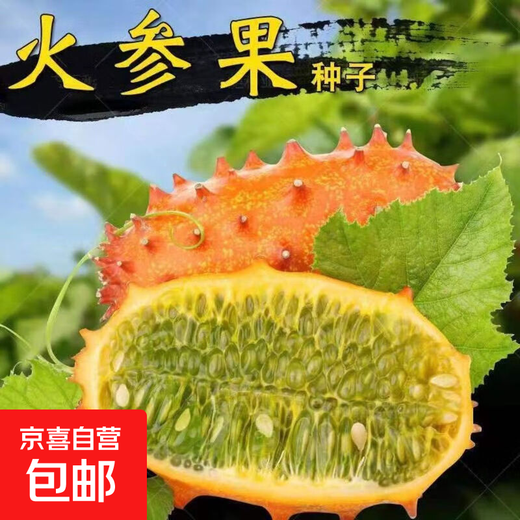 Authentic Fire Ginseng Fruit Seeds, African Honeydew Melon Seeds, Horned Melon Seeds, Mars Fruit Seeds, Sea Cucumber Fruit Special Fruit Seeds, Fire Ginseng Fruit Seeds/pack of about 25 capsules, 5 packs