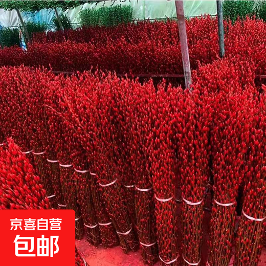 Silver willow real flowers, fresh branches, New Year's Eve flowers, red dried flowers, blessing bucket, silver willow, hydroponic plants, flowers, living room interior decoration, high-quality A-grade silver willow festive red 45 cm, 50 pieces + 2 small lanterns