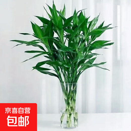Hainan Lucky Bamboo origin, straight hair, purifying air, clean and easy to maintain, fresh and direct delivery from JD Express, small bamboos 60-70 cm long, 5 pieces/tie