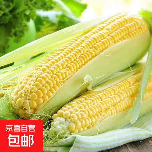 Fresh sweet corn Freshly picked fresh fruit corn Fresh sweet corn on the cob Fresh vegetables can be eaten raw for breakfast Fresh fruit corn 5Jin Jin equals 0.5kg Net weight starting from 300g