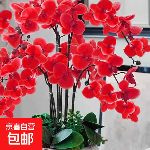 Phalaenopsis Orchid Seedlings with Foils and Buds Potted Orchids Large Seedlings Living Room Indoor Plants and Flowers 1 Chinese Red --- With Foils Without Pots