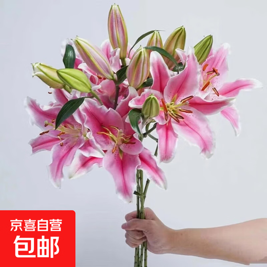 Perfume Lily Flower Shop's Same Style Chinese Valentine's Day Gift Flowers Yunnan Kunming Base Straight Hair Mix and Fresh Cut Flowers 9 Lily Pink Flowers (Unspecified Variety)