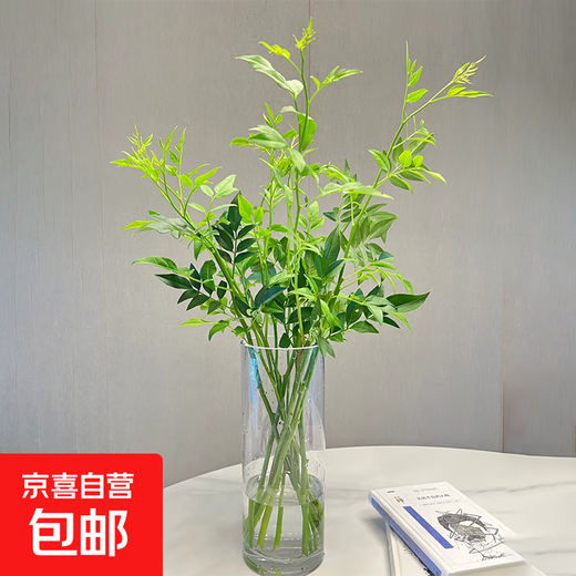 Nine-star leaf high-end Yunnan flowers water-grown fresh cut flowers Valentine's Day gift New Year's decoration flowers Nine-star leaf 1 bunch (8-10 branches)