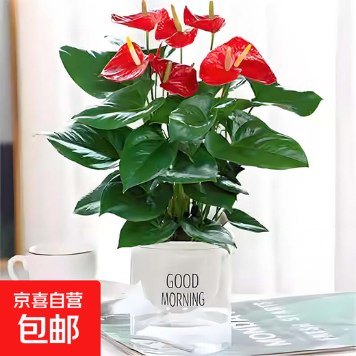 Anthurium potted white pink palm, smooth sailing flowers, extra-large flowers, indoor living room surface hydroponic plants are easy to grow, about 30-35 large anthurium-good morning suction, it is good to bring potted plants