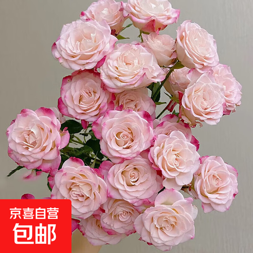 Exclusive for live broadcast, 10 refraction multi-headed roses (length 45-60CM) 1 serving