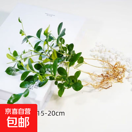 Lazy man's hydroponic green plant Guri incense, green asparagus and asparagus indoor easy to grow air-purifying flowers potted plants flowers Guri incense 5 pieces, pot not included, can be grown in soil or hydroponically, 10-15cm