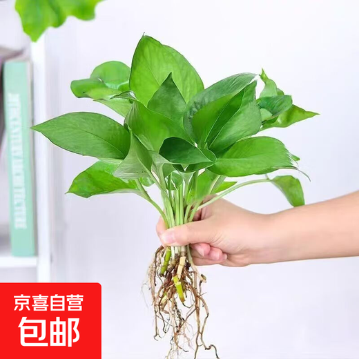 Vase Lazy man hydroponic green plant Jiuli Xiang Pothos Asparagus Indoor easy to grow air-purifying flower potted potted plants 5 Pothos pots not included Can be grown in soil or hydroponically 10-15cm