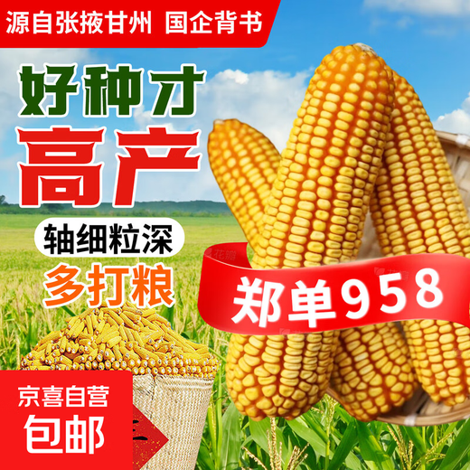 Zhangye, Gansu Wholesale high-yielding national-approved Zhengdan 958 corn seeds, short stems, large sticks, lodging resistance, disease and insect resistance Zhengdan 958 national-approved corn seeds 3 Jin Jin equal to 0.5 kg 1 bag
