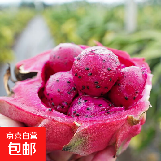 Hainan Red Heart Pitaya Jindu No. 1 Pack Freshly Picked and Freshly Picked, Boxed 2Jin Jin is equal to 0.5kg (single fruit 200g+)