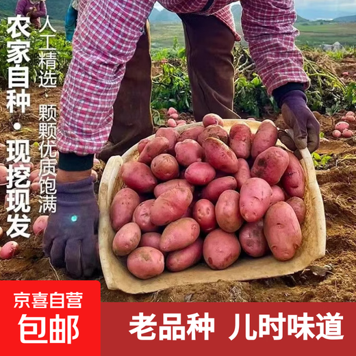 Hebei red-skinned large potatoes, fresh yellow-heart potatoes, freshly dug potatoes, ground eggs, potato noodles, hot pot wholesale, red-skinned large potatoes, 5Jin Jin is equal to 0.5kg, net weight, single fruit 150g+