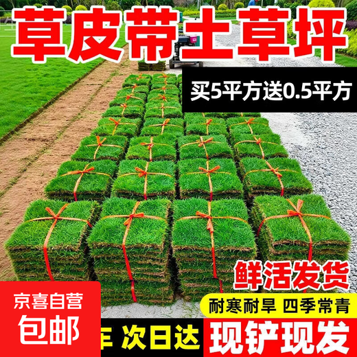 Turf soil real lawn with soil four-season green Manila turf villa courtyard greening grass Taiwan grass 0.5 square meters green grass buy 5 square meters and get 0.5 square meters