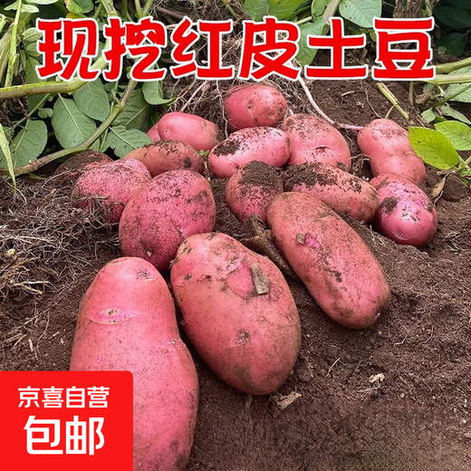 Действительно дешевый картофель с красной кожурой, плато с желтой серединкой, красный картофель с желтой серединкой, овощи и фрукты, картофель с красной кожурой, 1 Цзинь Цзинь равен 0,5 кг, 1-3 таэля на фрукт