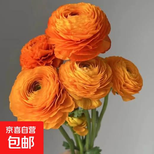 Peony Flowers Base Wholesale High-grade Peonies Fresh Cut Flowers Yunnan Fresh Flowers Bouquet Peonies Orange 10 Branches + Imported Preservative