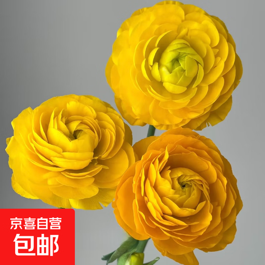 Peony flower base wholesale high-grade peony fresh cut flowers Yunnan fresh flowers bouquet peony yellow 10 branches + imported preservative