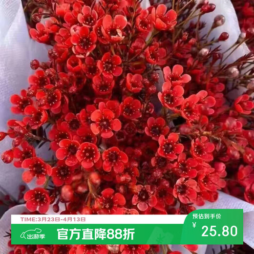 Australian wintersweet flowers bouquet living room decorations Yunnan base straight hair water-raised flower arrangements fresh cut flower ornaments New Year's Eve flowers two bouquets of red wintersweet flowers vase not included
