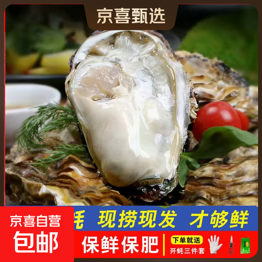 Fresh Rushan oysters, fresh oysters, oysters, 5 Jin Jin equal to 0.5 kg box, 3XL medium oysters (11-16 pieces per box) whole box, 5 Jin Jin, equal to 0.5 kg oysters