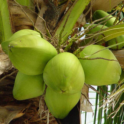 Xirou Hainan Coconut Green Coconut with Skin Green Coconut Fresh Coconut Water Coconut Juice Fruit Healthy Drink for Pregnant Women Freshly Picked Green Coconut with Skin 2 Pack