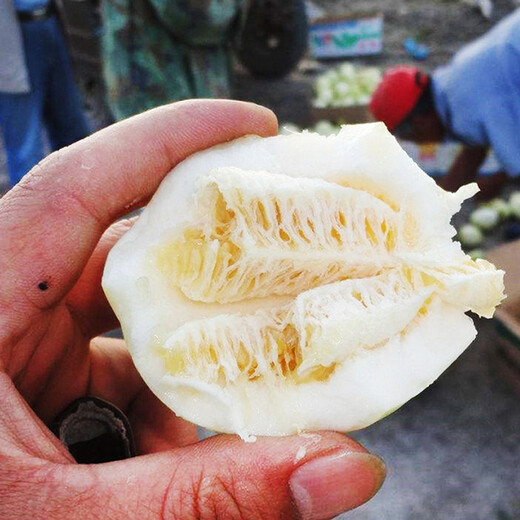 Zhongke Maohua Melon Fruit Seeds Maohua Sweet Fei Sweet Melon Seeds Northeastern Hybrid Jinfei Melon Oval Sugar Contains 16-18 Degrees Maohua Sweet 50 capsules/bag Trial Planting Pack