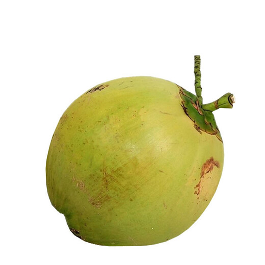 Xirou Hainan Coconut Green Coconut with Skin Green Coconut Fresh Coconut Water Coconut Juice Fruit Healthy Drink for Pregnant Women Freshly Picked Green Coconut with Skin 2 Pack