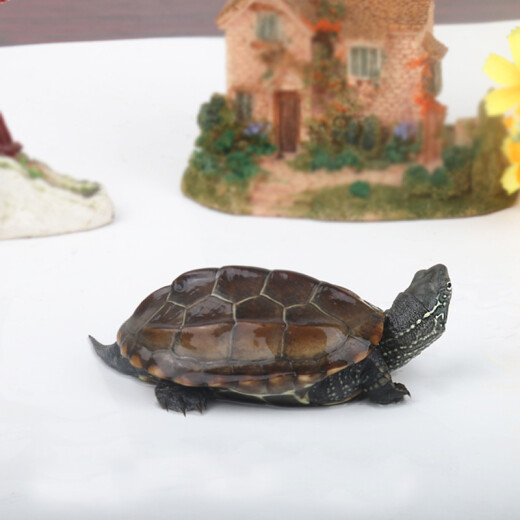 Easy to cute pet big turtle living Chinese tortoise outer pond tortoise small ornamental turtle water turtle golden thread tortoise pet small turtle tortoise 1 pack 1-2 cm