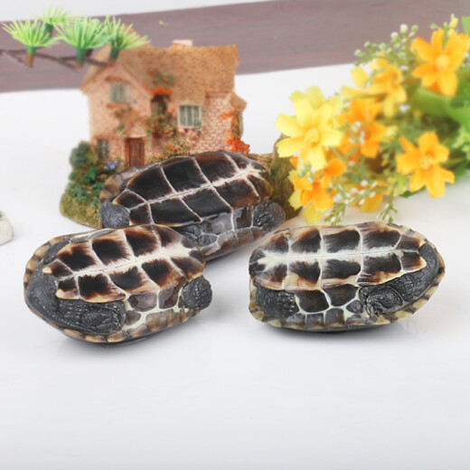 Easy to cute pet big turtle living Chinese tortoise outer pond tortoise small ornamental turtle water turtle golden thread tortoise pet small turtle tortoise 1 pack 1-2 cm