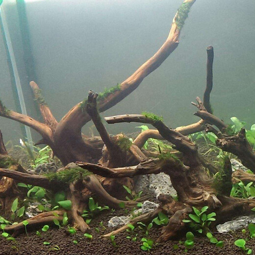 Player baby fish tank landscaping sunken wood roots MOSS wood aquarium landscaping wood 3 pack randomly shipped fish tank sunken wood moss tree roots
