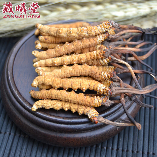 Zangxitang Tibet Nagqu Cordyceps in großer Höhe Cordyceps Cordyceps Cordyceps Cordycep
