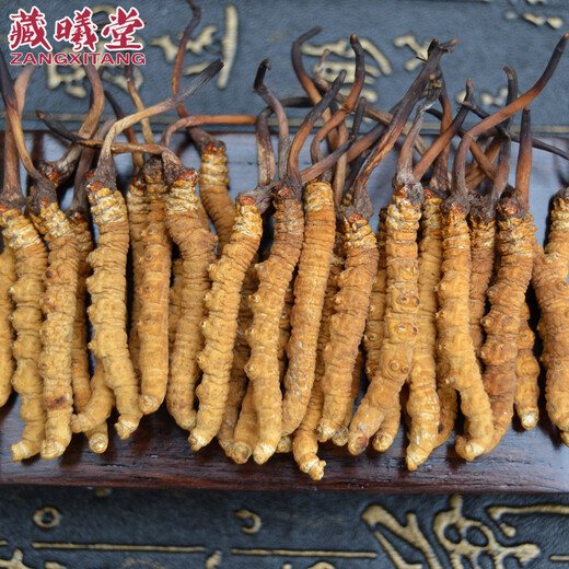 Zangxitang Cordyceps sinensis, naqu, tibet cordycep