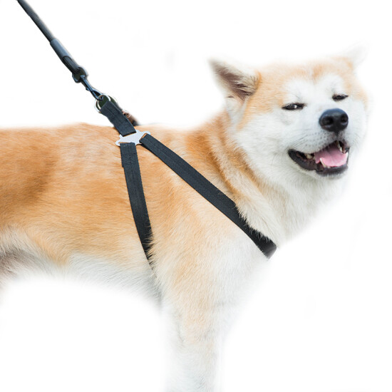 dog walking chain