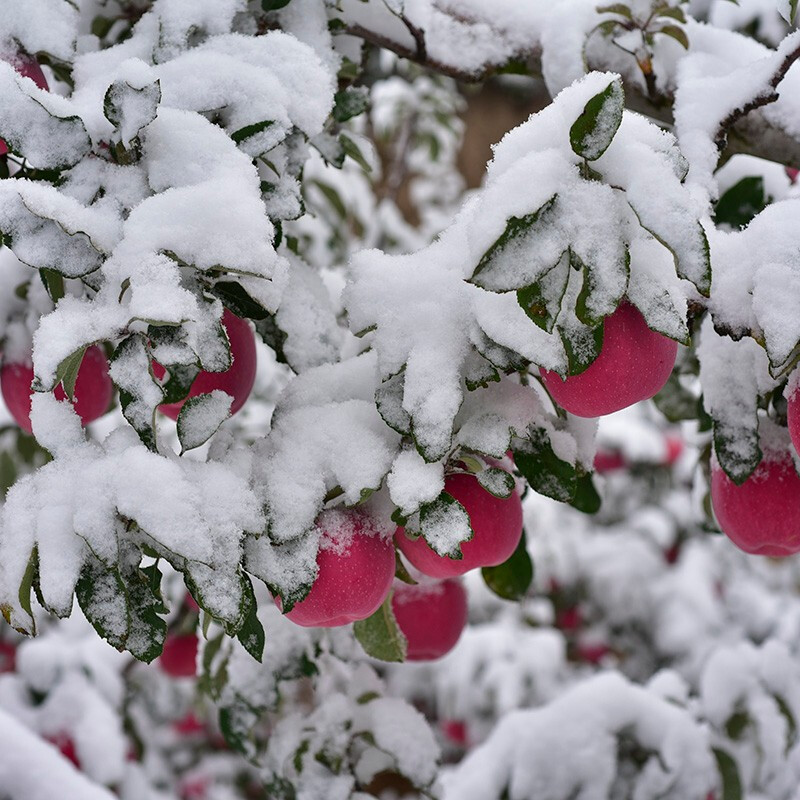 Demeiguo fresh fruit Jingning red Fuji apple 24 pieces selected gift box 10/12 catties gift box 80 mm diameter 24 pieces gift box