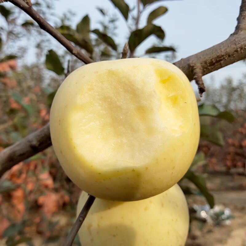 Beijing Fresh Shandong Cream Fuji Apple, net weight 5 pounds, single fruit 75-80mm, fresh fruit, direct shipping from the source, free shipping