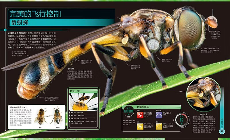 DK Children's Extreme Encyclopedia of Insects Hardcover Genuine Encyclopedia of Insects Popular Science Encyclopedia Books for Primary School Students 6-12 Years Old Beetles, Butterflies and Ants Illustrated Book Introduction to Nature Observation for Children