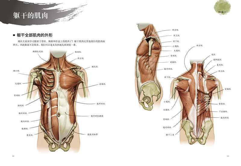 Anatomy Notes for Artists