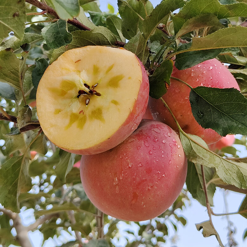 Aksu Apples