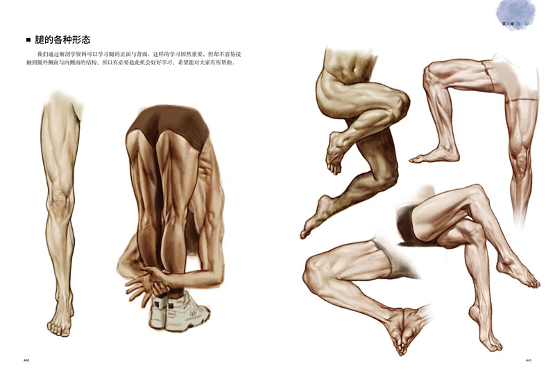 Anatomy Notes for Artists