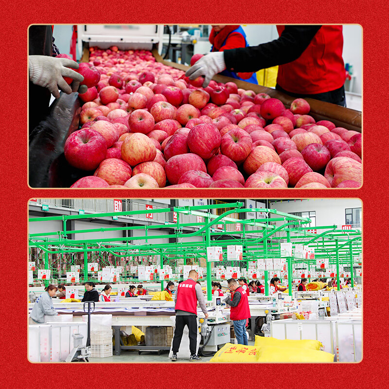 Jingxiansheng Shaanxi Luochuan Red Fuji Apples, 16 pieces, single fruit 250g, fresh fruit gift box, straight from the source