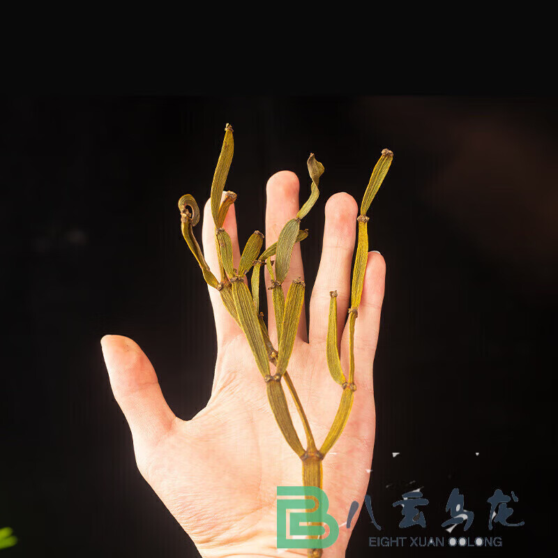 Yanhai Yunnan Jingmai Mountain Crab Legs Large Pu'er Companion Ye Raw Ancient Tree Crab Legs Raw Tea Gift Box Dragon Boat Festival