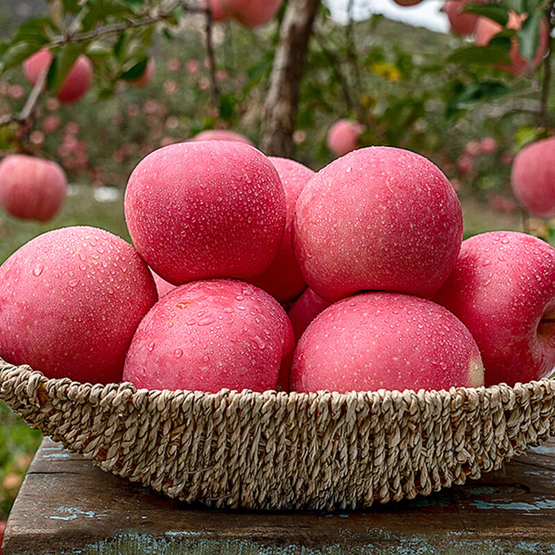 Jingxiansheng Shaanxi Luochuan Red Fuji Apples, 16 pieces, single fruit 250g, fresh fruit gift box, straight from the source