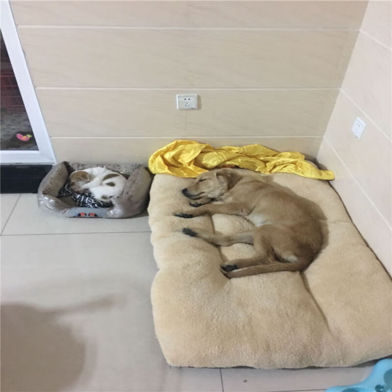 Hanyao Yixiao Dog Mat Removable and Washable Autumn and Winter Thickened Teddy Pet Nest for Medium and Large Dogs Golden Retriever Dog Mat Kennel Warming Mat 70cm*50cm Beige Lamb Velvet Dog Nest