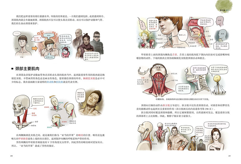 Anatomy Notes for Artists