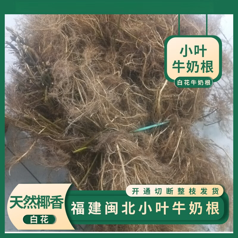 Rumored Jinfang Fujian small leaf milk root 500g freshly dug and shipped naturally dried Fujian Songxi milk root 100g fresh 500g