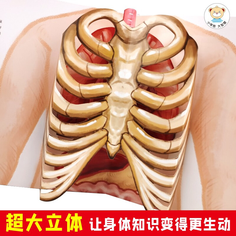 Little Stupid Bear Our Body Yang Muzhi, Editor-in-Chief of Encyclopedia of China Interactive Science 3D Book Safety Enlightenment Education Children's Flip Book Revealing the Secret of the Body Picture Book New and Old Covers Randomly Shipped (Green Printing of China Environmental Labeling Products) Summer Reading Extracurricular Books Extracurricular Summer Independent Reading Holiday Readings Money Saving Card